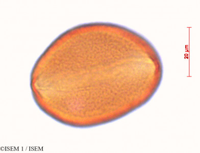 Latania lontaroides - lame n° 29252